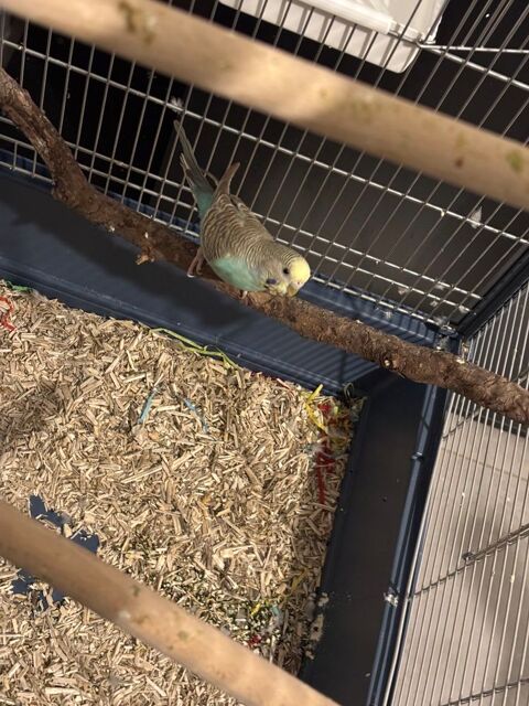 Perruches ondul&eacute;es 15 20090 Ajaccio