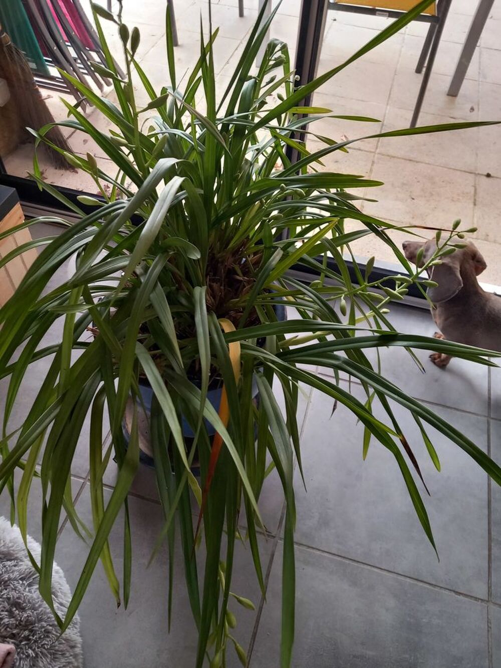 Plantes d'int&eacute;rieur Décoration