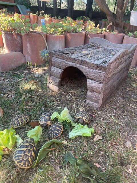 Cabane tortue de terre 50 Argeliers (11)