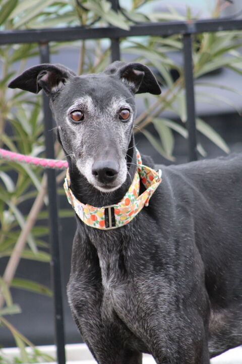 VANILLY 🩵 le galgo noir le plus doux que vous puissiez rencontrer 315 24140 Douville