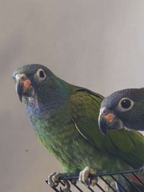 Pionus &agrave; t&euml;te bleue 700 40200 Mimizan