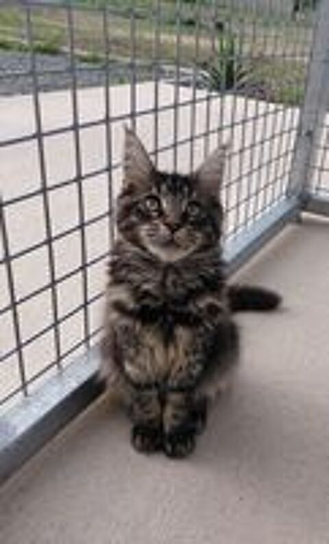  MAINE COON LOOF LABEL OR 