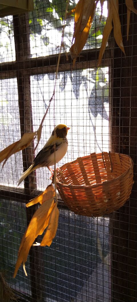 Canaris 2025 
25 88580 Saulcy-sur-meurthe
