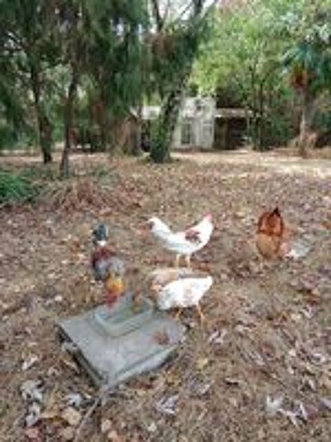   Poule et coq Combattant Espagnol  