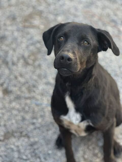 reina chien  l'adoption 07340 Limony