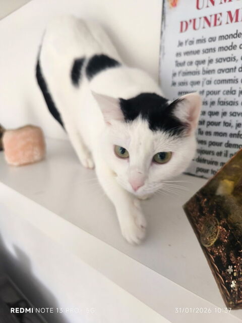 BELLA cherche sa nouvelle famille pour la vie 180 64600 Anglet