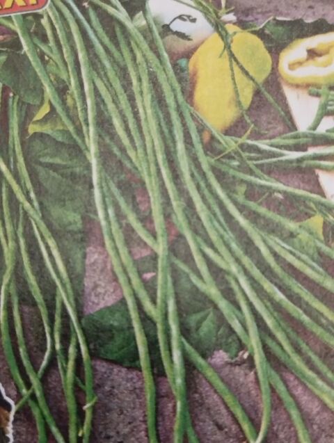 Haricot kilom�tre (Vigna unguiculata subsp. Sesquipedalis) Manom (57)