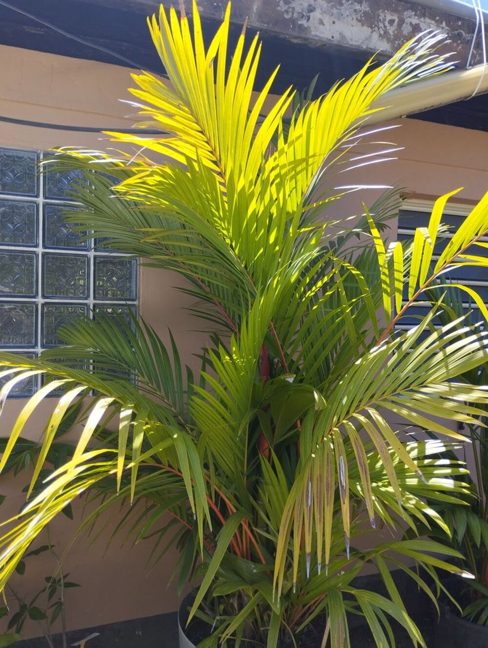Palmier rouge &agrave; l&egrave;vres de 3m de hauteur Jardin