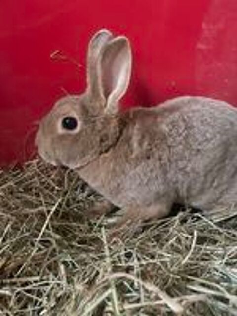   Lapin(e)s rex nain 