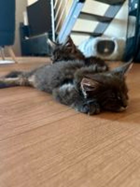   Deux superbes chatons maine coon loof 