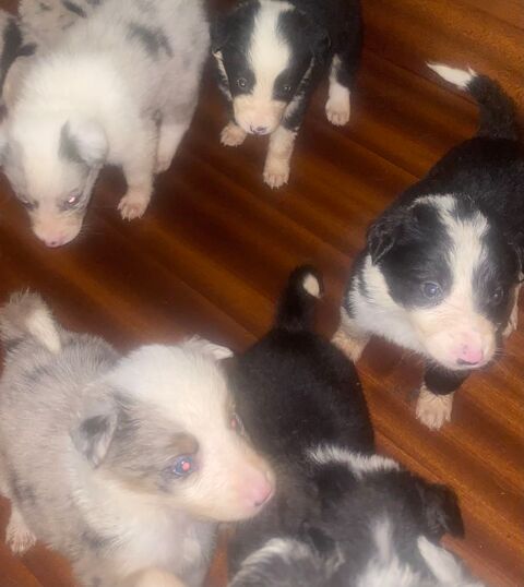 Border Collie bleu merle 500 45200 Montargis