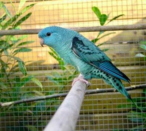 Tr&egrave;s Belles Perruche Catherine Bleu Adultes Bagu&eacute; 2025 75 94450 Limeil-br�vannes