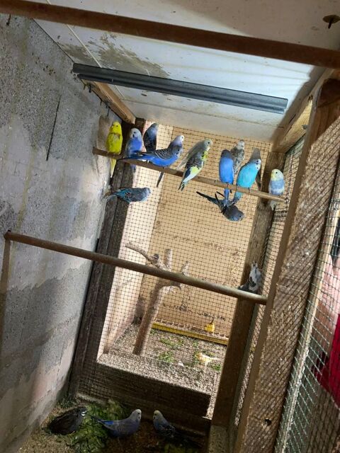 Perruches ondulées 15 31600 Muret