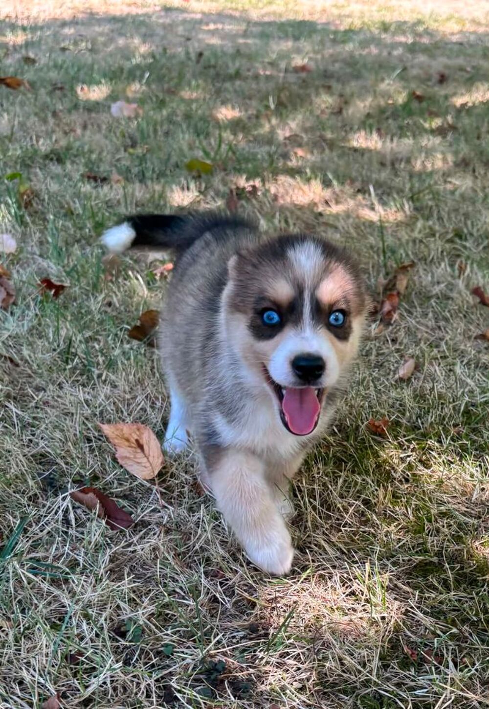   Pomsky  