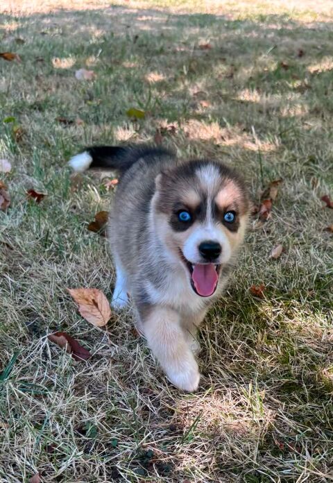 Pomsky 700 24410 Festalemps