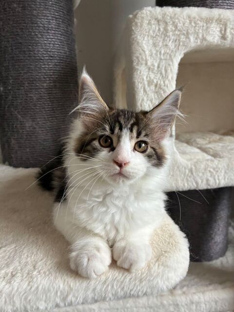 Chaton Maine coon LOOF  1000 83100 Toulon