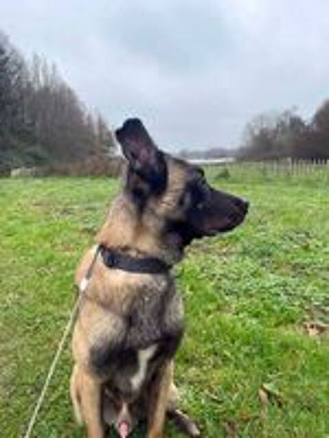   ZEUS, magnifique Malinois  adopter via l'association UMA  