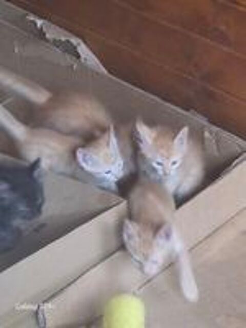   Donne chatons 