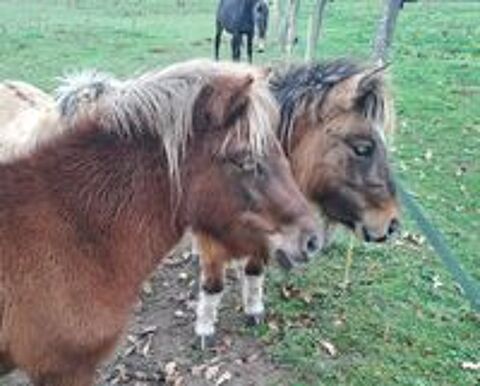   tr�s belle ponette shetland de 3 ans 
