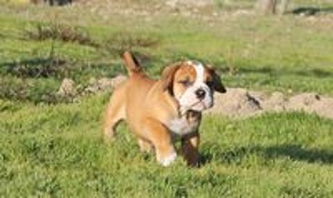   chiot Bulldog Continental 