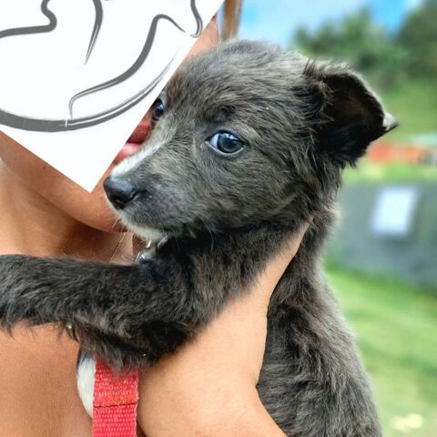 ✨️ SULFI ✨️ 🐶 290 91300 Massy