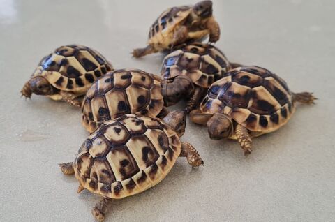 BB TORTUES DE TERRE 30 13127 Vitrolles
