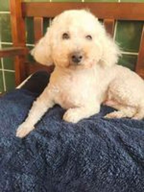   A L'ADOPTION ROMAN 