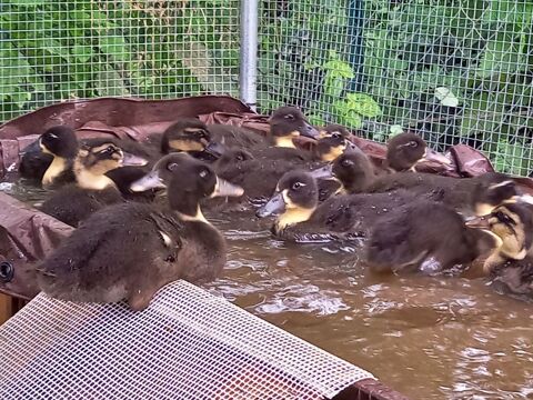 Canard colvert 8 77510 Rebais