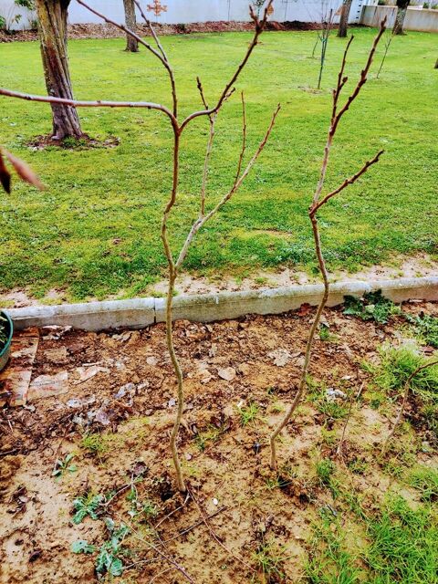 plante savonnier 15 B�g�-la-Ville (01)