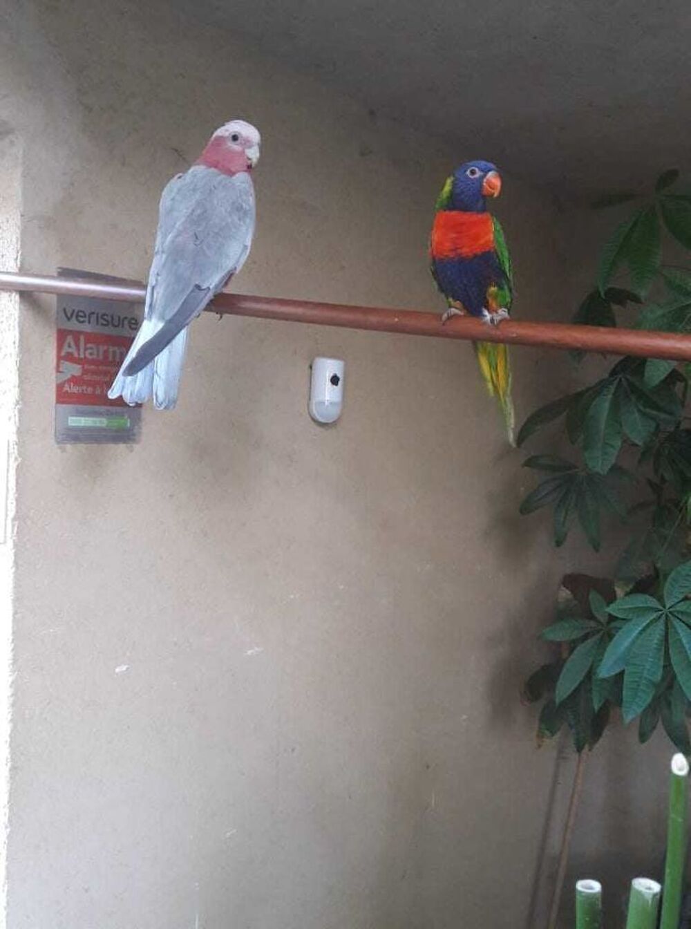 recherche canari mal et femelle de plusieurs couleurs Jardin