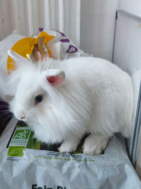 Lapins angora 20 83000 Toulon