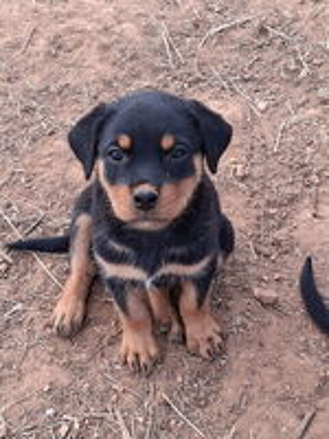   Petite Rott  