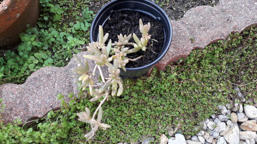 Plant de pourpier de cooper Jardin