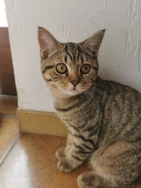 Chaton Bristish shorthair 650 59230 Saint-amand-les-eaux
