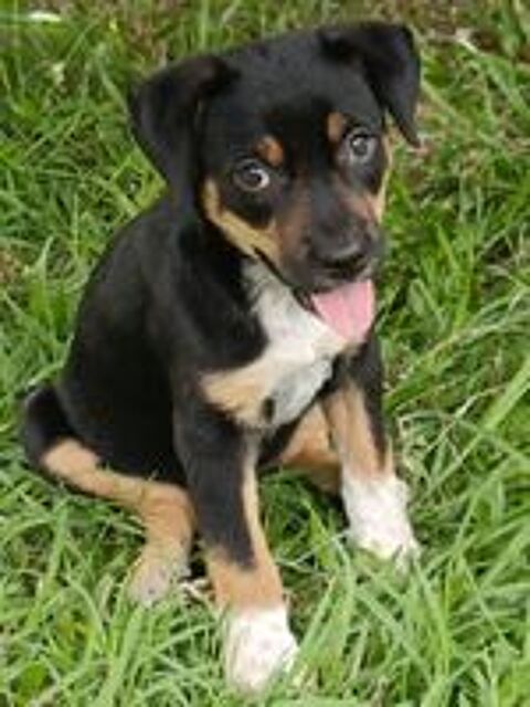   Hakuna, Femelle, X Berger, née le 01/06/2026 🐶 