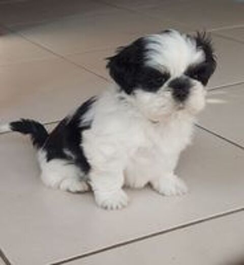   Chiots shih tzu  