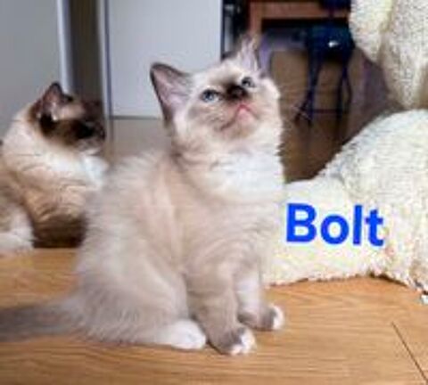   Chatons ragdolls  