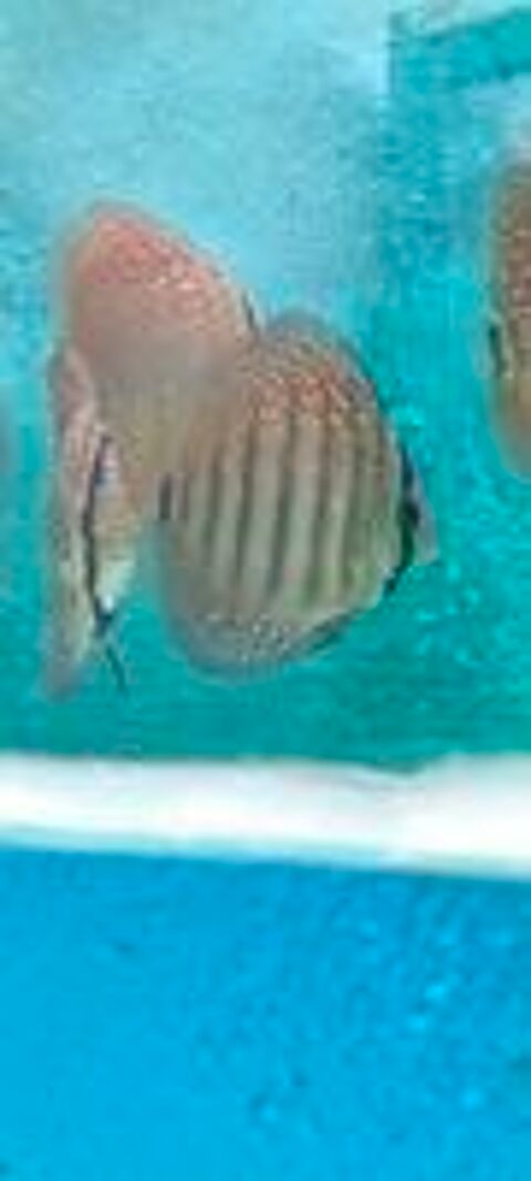   Jeune discus  