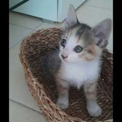   CLEMENTINE 