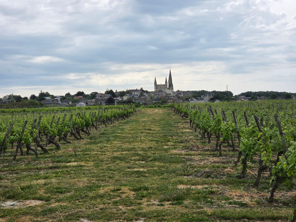 Vente Terrain Terrain viticole Le puy-notre-dame