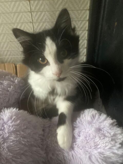 chaton+angora 0 88210 Senones