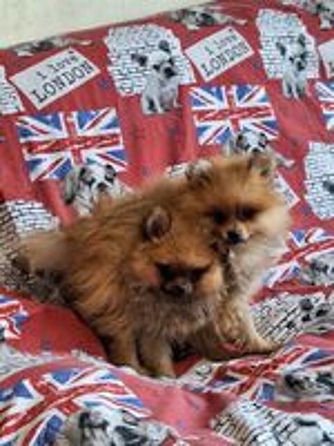   chiot spitz non lof  