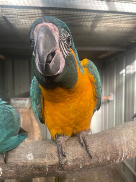 Ara &agrave; gorge bleue 1600 64210 Arbonne