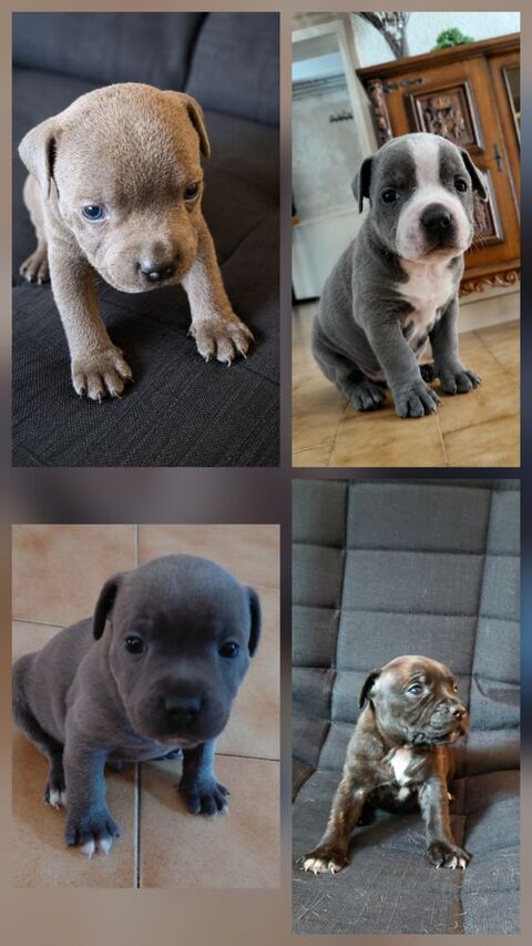 Chiots Staffies LOF 1200 37290 Preuilly-sur-claise