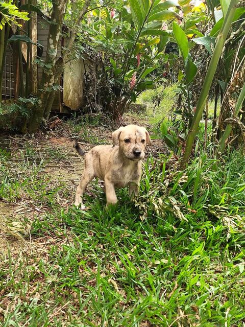 BIJOU est une chouette boule de poils 300 18000 Bourges