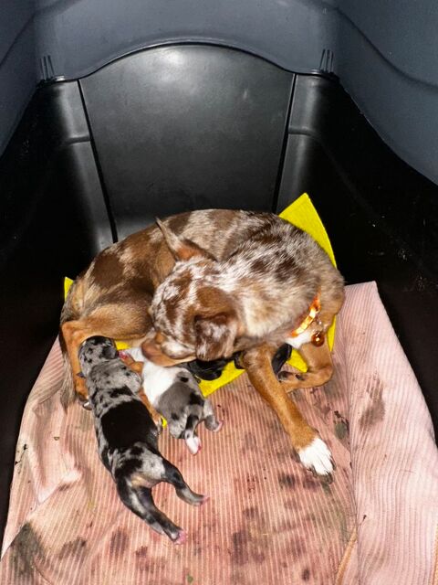 Deux magnifiques femelles chihuahuas trop chou ?  0 94290 Villeneuve-le-roi