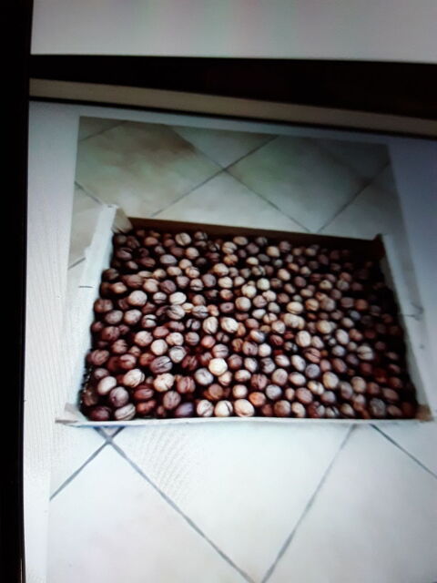 Noix rcolte 2025 2 Barzy-sur-Marne (02)