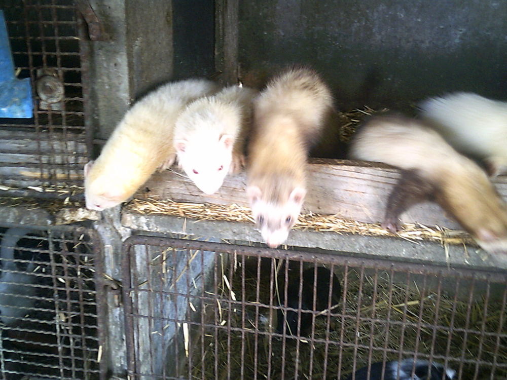   furets 