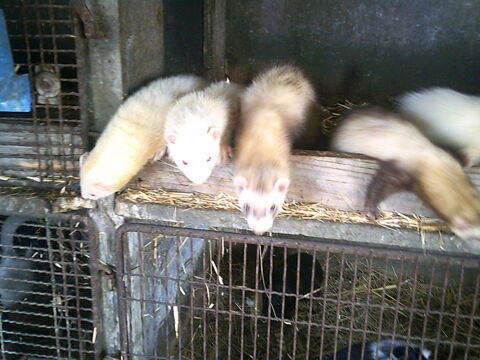 furets 50 03000 Avermes