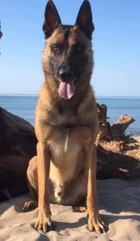 Chiots berger belge malinois LOF 850 64450 Miossens-lanusse